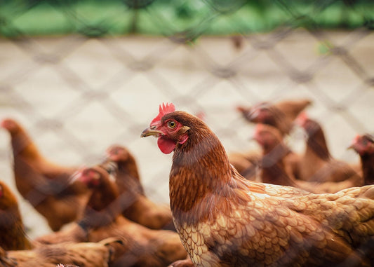 Adopter des poules: Un guide pour bien se préparer - Ma Vie Simplifiee