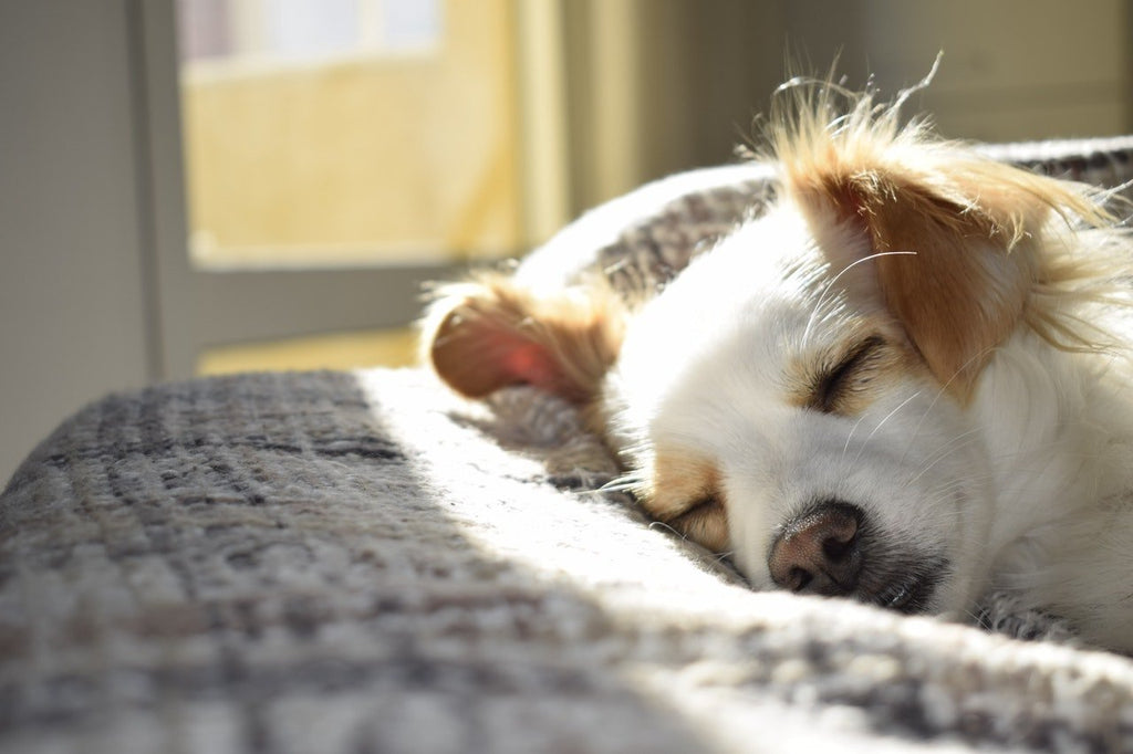 OUI ou NON... Voulons- nous un chien?